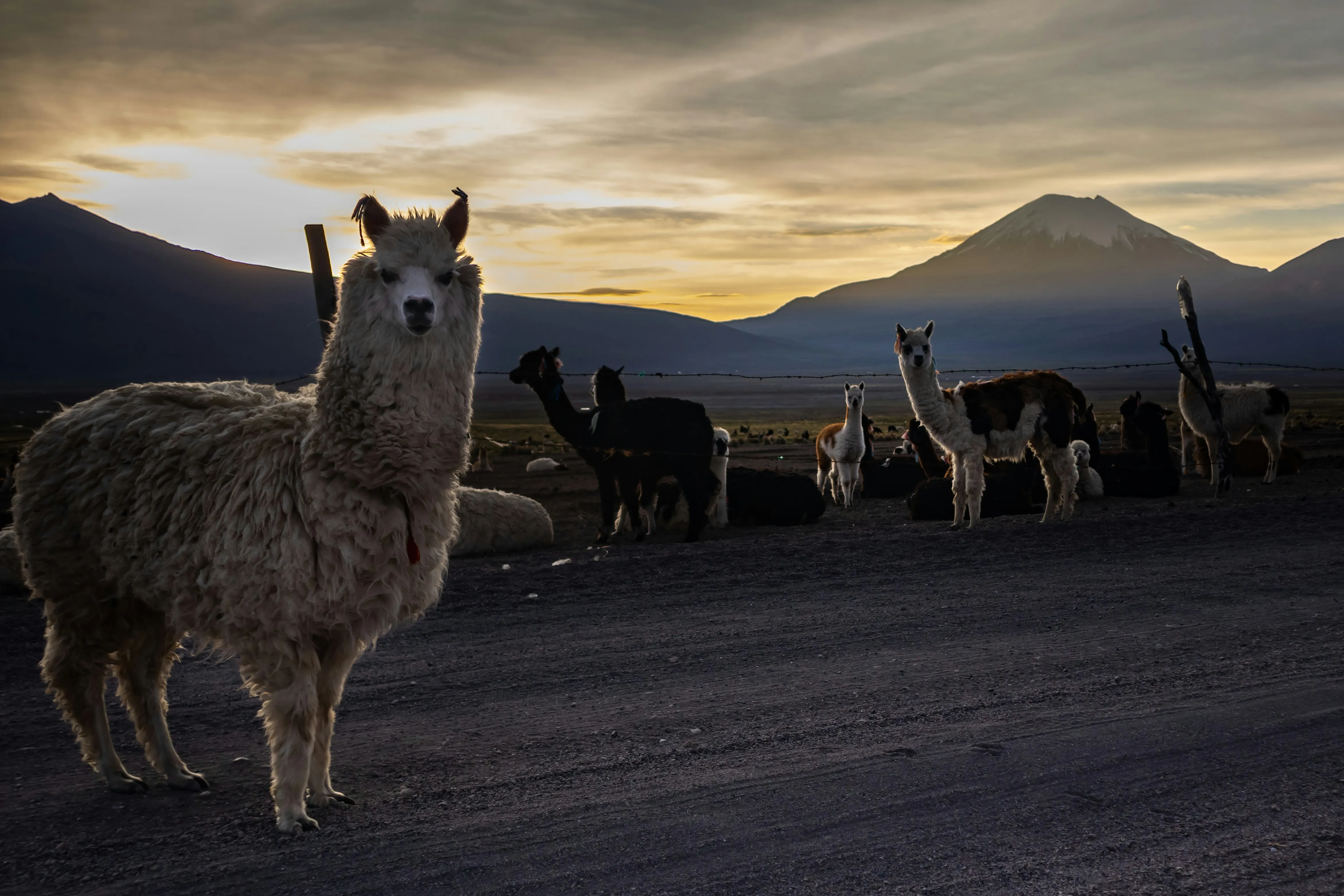 bolivia