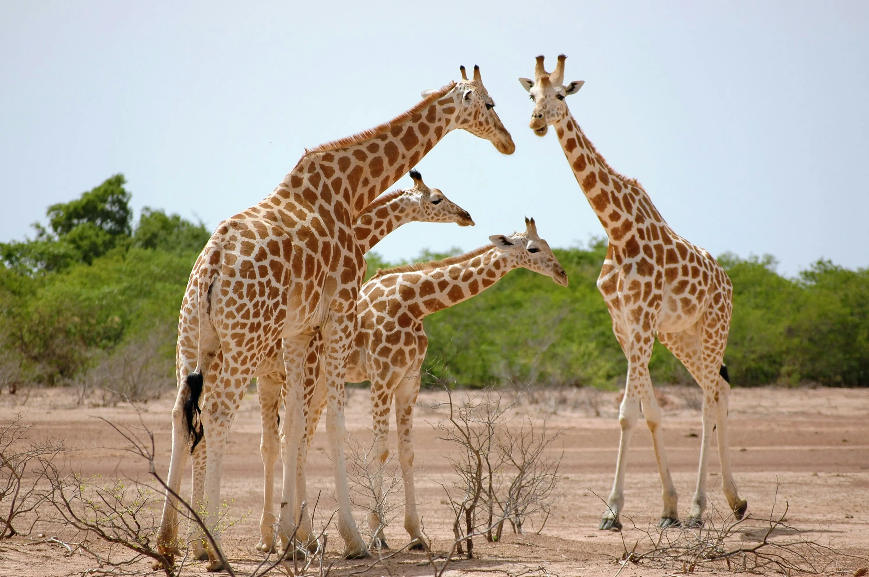 niger